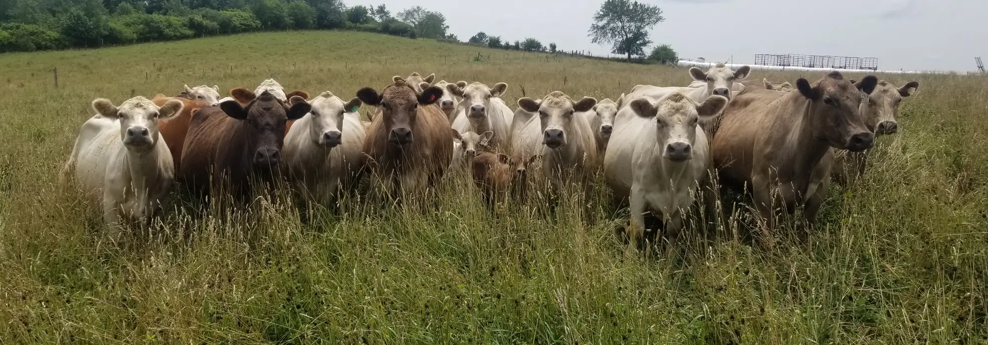 Murray Grey beef cattle graze on a hillside.