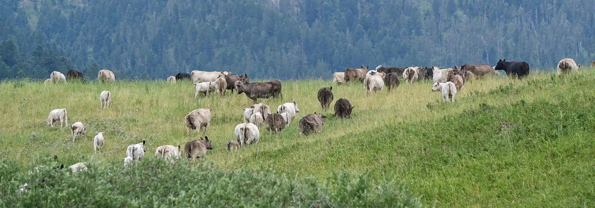 Murray Grey beef cattle graze on a hillside.