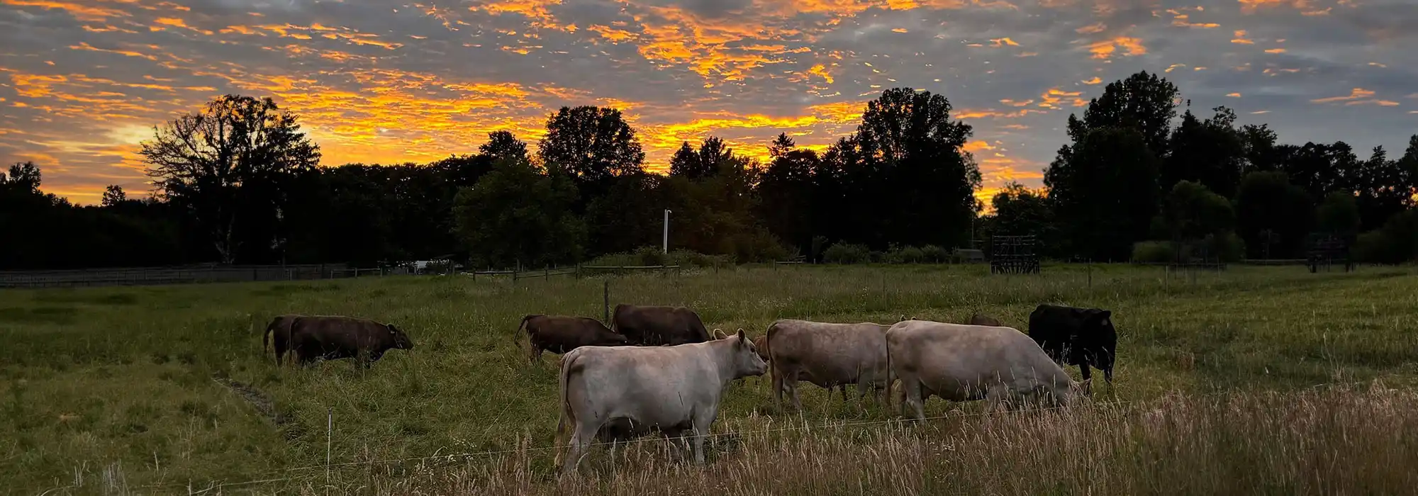 Murray Grey beef cattle stand in a field with a sunset in the background.