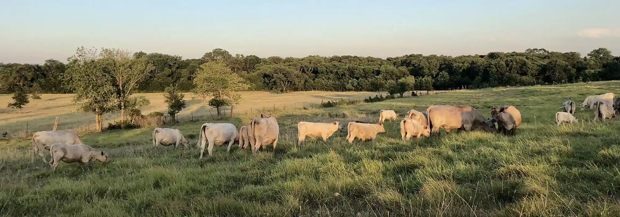 Murray Grey beef cattle graze in a pasture.